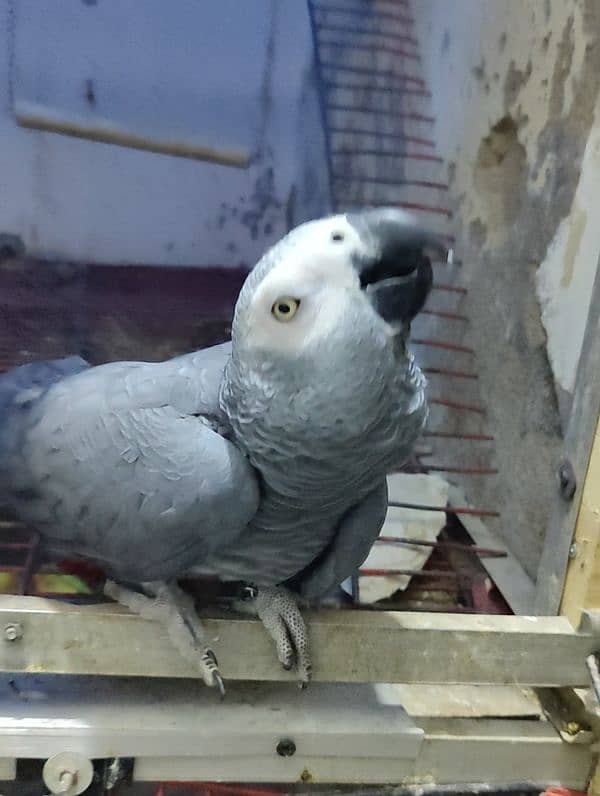 African Cango Grey Parrot Male 6