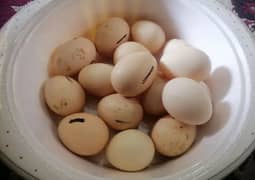 white hera fresh eggs . . . .