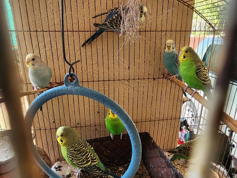 Bajri parrots 0