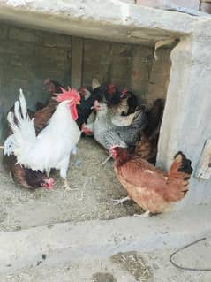 Golden mishri hen Available