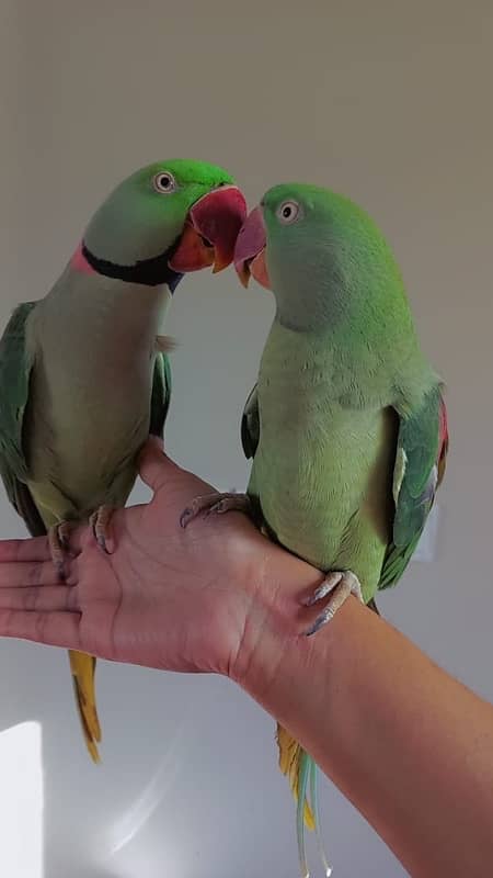 Raw parrot breeder pair for sale 0