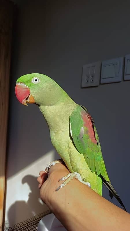 Raw parrot breeder pair for sale 1