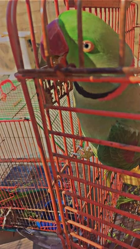 Raw parrot breeder pair for sale 2