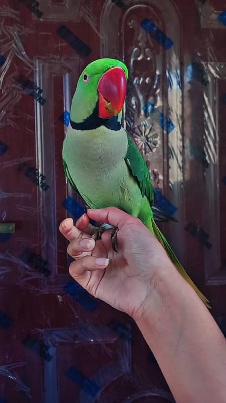 Raw parrot breeder pair for sale 3