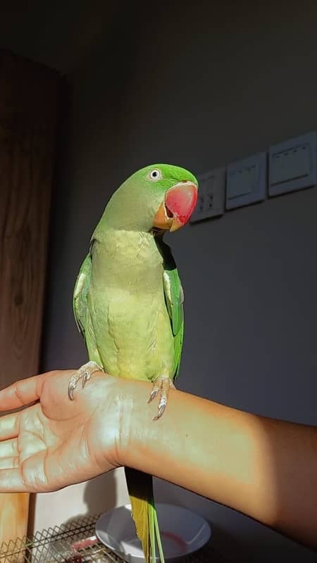 Raw parrot breeder pair for sale 4