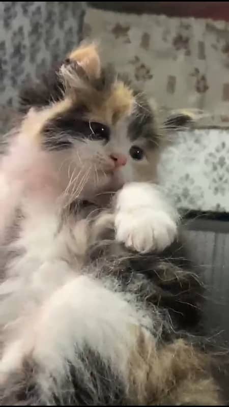 Persian triple coated kitten 0