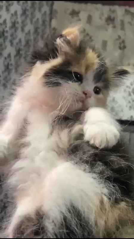 Persian triple coated kitten 1