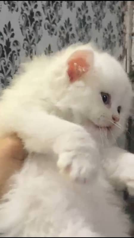 Persian triple coated kitten 2