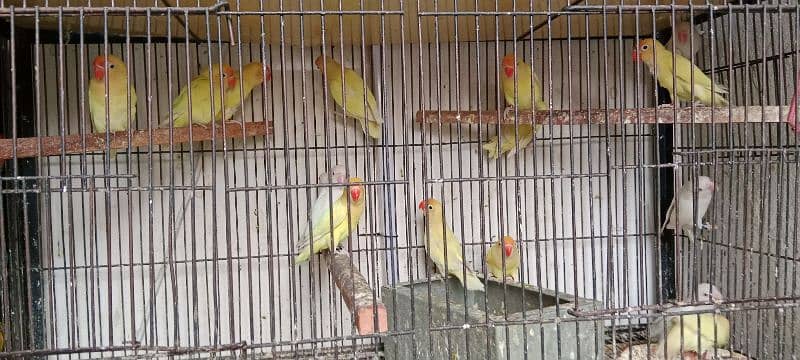 Love birds albino red eyes One paice 1500 1