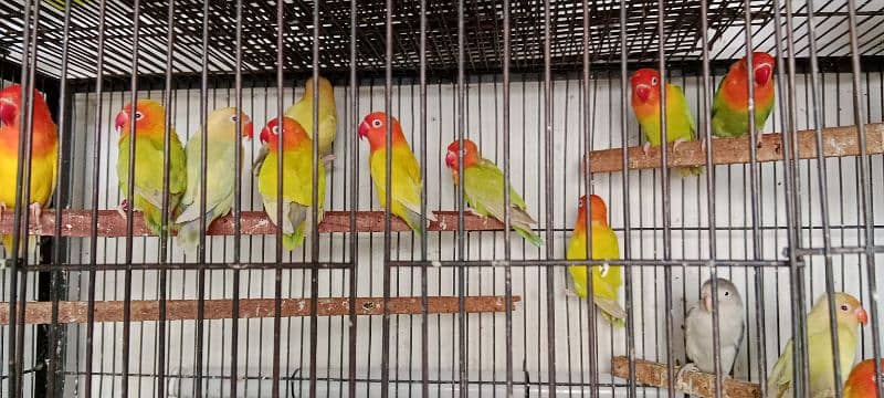 Love birds albino red eyes One paice 1500 2