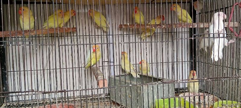 Love birds albino red eyes One paice 1500 11