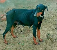 Doberman