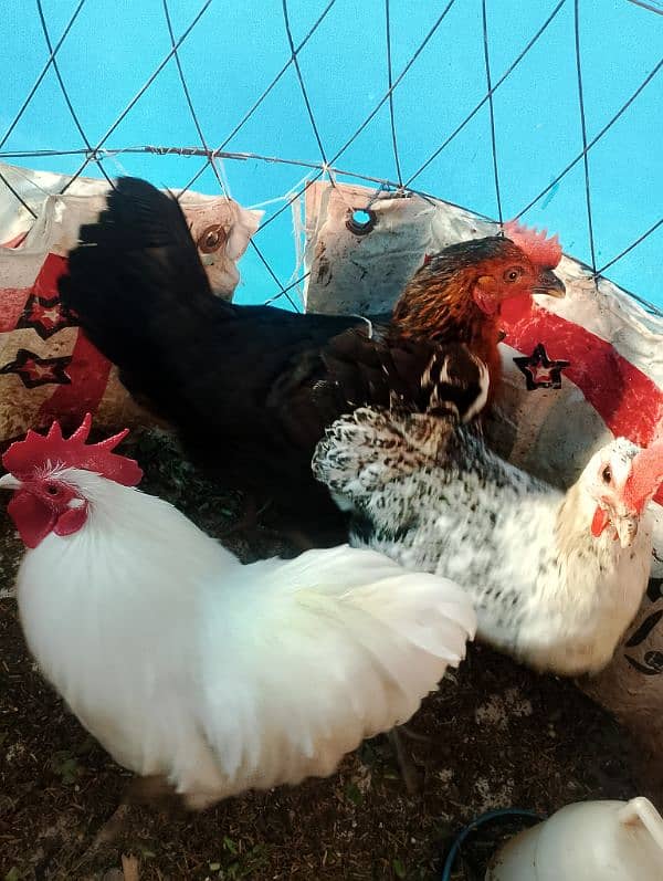 bentum male for sale golden mirser for sale black aseel madi for 1