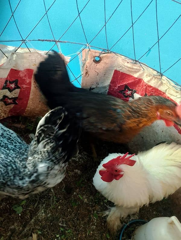 bentum male for sale golden mirser for sale black aseel madi for 2