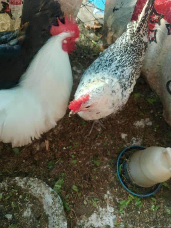 bentum male for sale golden mirser for sale black aseel madi for 4