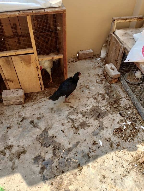 bentum male for sale golden mirser for sale black aseel madi for 6