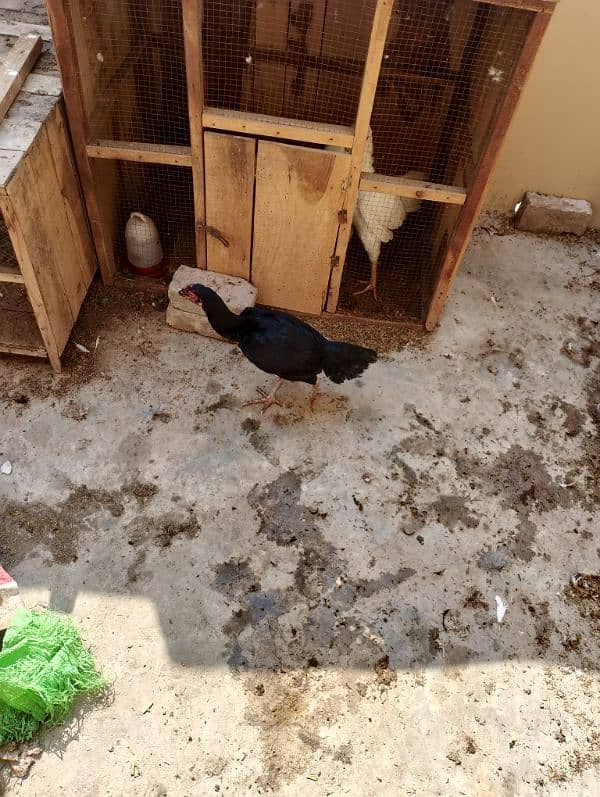 bentum male for sale golden mirser for sale black aseel madi for 8