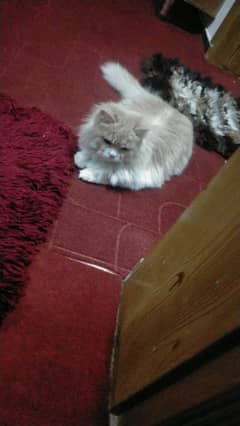 Persian Cat | Adult cat | Male Brown persian Cat For Sale