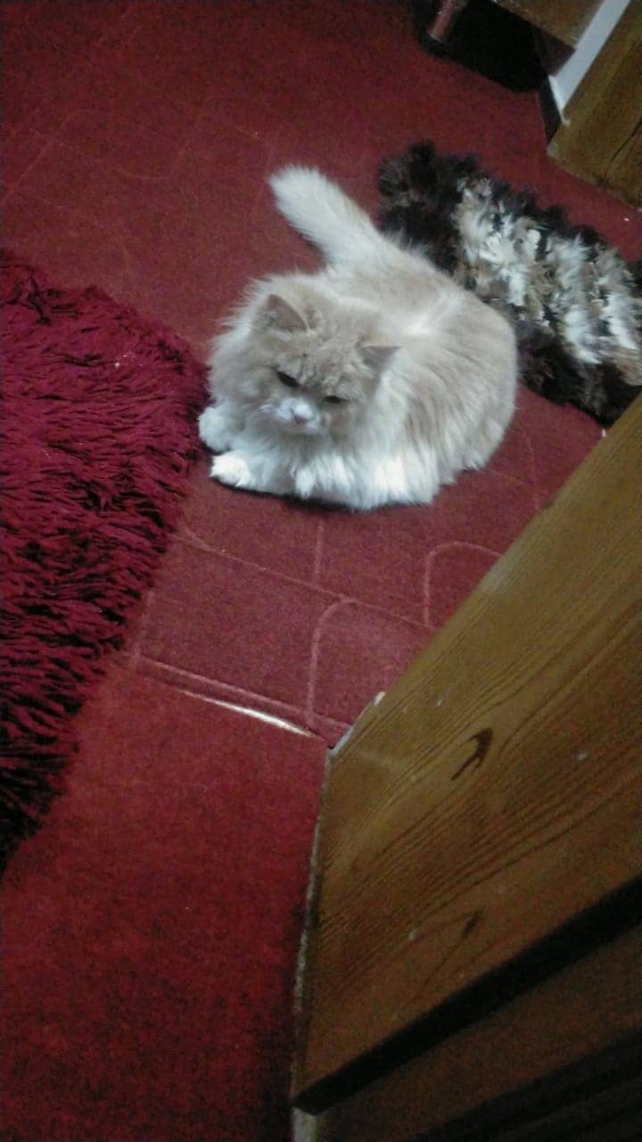 Persian Cat | Adult cat | Male Brown persian Cat For Sale 0