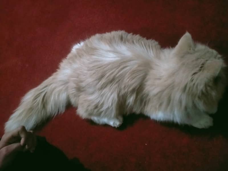 Persian Cat | Adult cat | Male Brown persian Cat For Sale 1