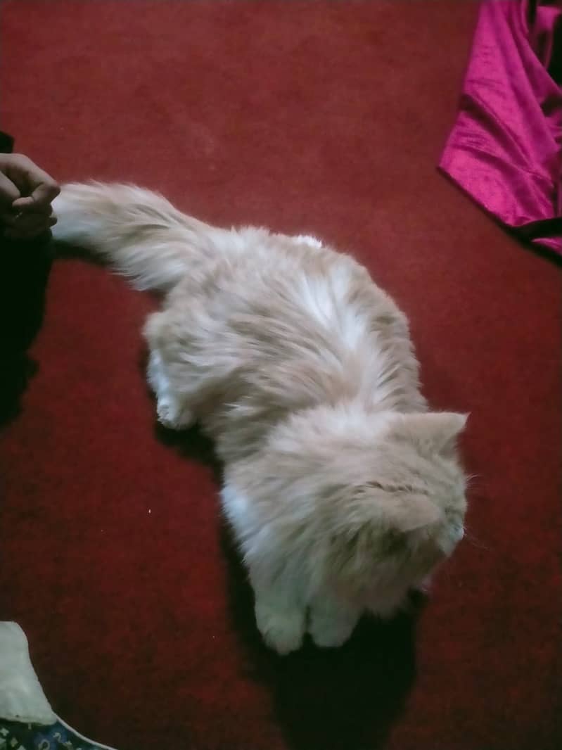 Persian Cat | Adult cat | Male Brown persian Cat For Sale 2