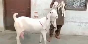 Gulabi Bakri Our 2 Bacchon Ka Sath For Sale CALL _"03704815729