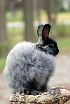 angora rabbit