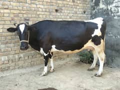 cow selling argent contact number 03159460020