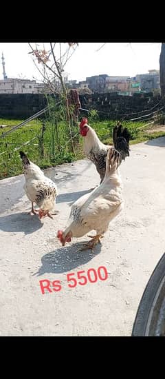 desi hens