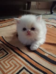 Punch Face Persian Kittens Up for new home