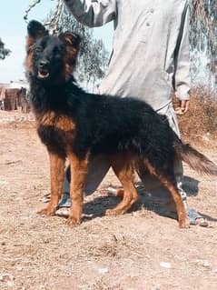 German shepherd Dubal long Cout female 7 mahnt for sale