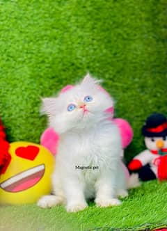 himaliyan blue eyes Persian  | Triple Coated | Persian cat babies