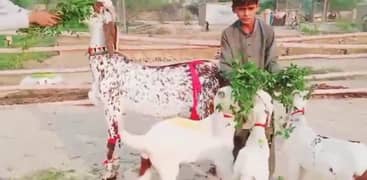 Desi Bakri 3 Bacchon Ke Sath For Sale WhatsApp On 0311,7478,299