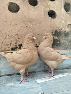 brown king pigeon pair and one handtamed  fantail female