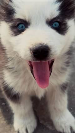 Siberian husky male pupp Heavy bone structure  Blue eyes  For sale