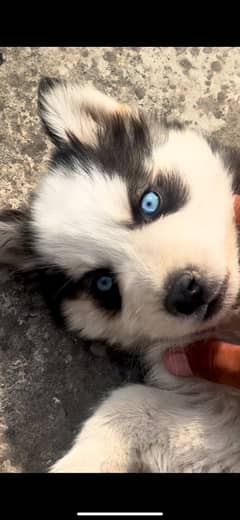 Siberian husky male pupp Heavy bone structure  Blue eyes  For sale