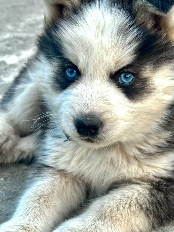 Siberian husky male pupp Heavy bone structure  Blue eyes  For sale 3