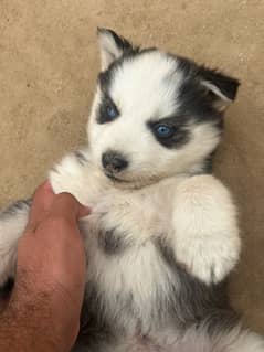 Siberian husky male pupp Heavy bone structure  Blue eyes  For sale