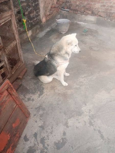 strong coated Husky Male Dog for sale 03486140788 5