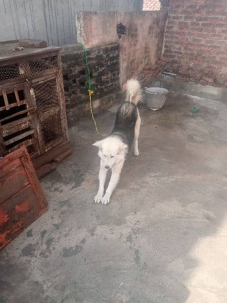 strong coated Husky Male Dog for sale 03486140788 6