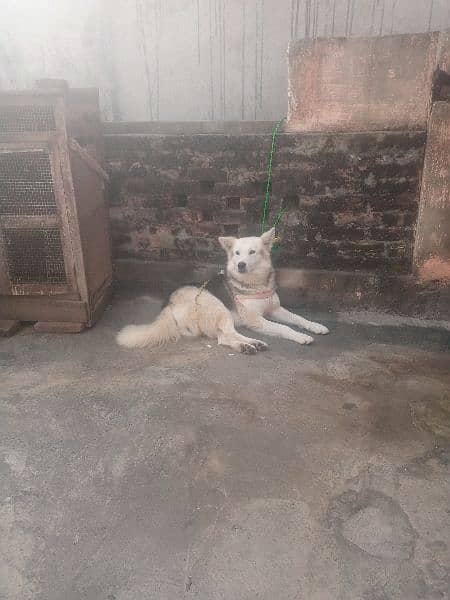 strong coated Husky Male Dog for sale 03486140788 10