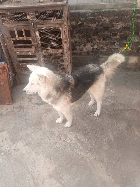 strong coated Husky Male Dog for sale 03486140788 11