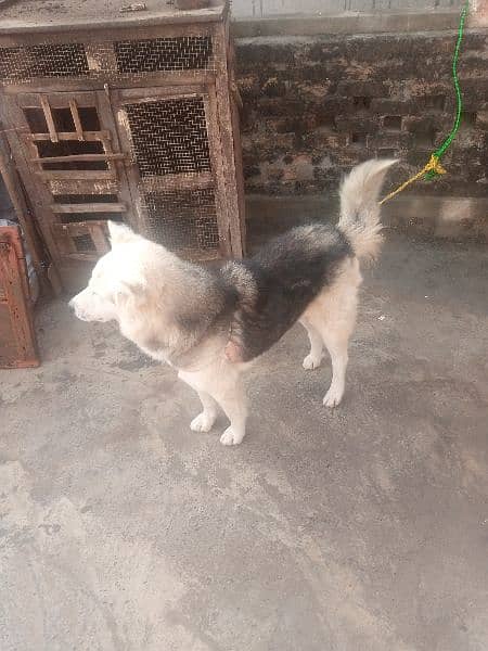 strong coated Husky Male Dog for sale 03486140788 12