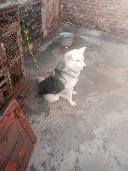 strong coated Husky Male Dog for sale 03486140788 13