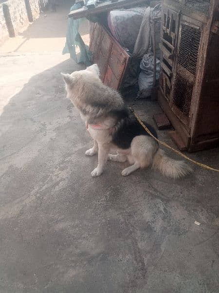 strong coated Husky Male Dog for sale 03486140788 14