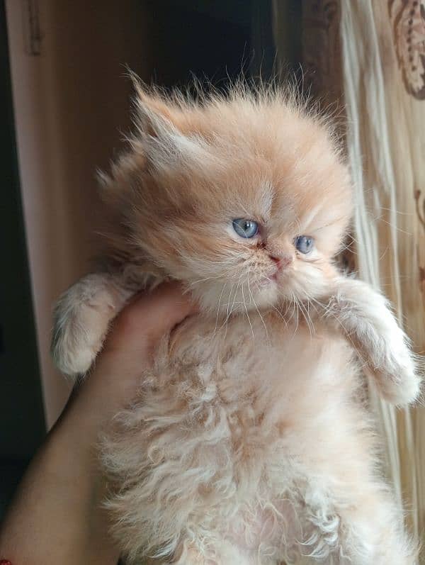 Punch Face Persian Kittens Up for new home 1