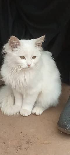 Persian cat