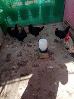 Desi Hens Astrolop