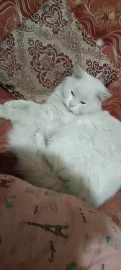 White Parsian Cat Male