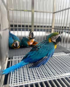 Telugu old macaw parrot call number 03086787090